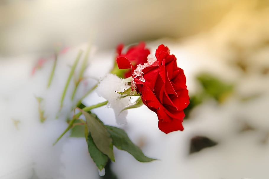 selective focus photography of red rose, snow, flower, cold HD wallpaper