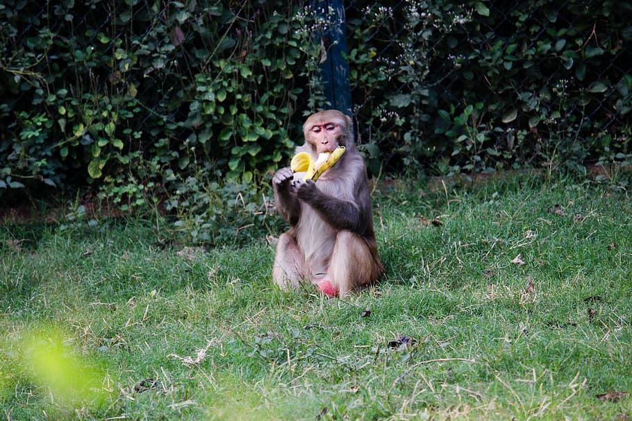 banana, monkey, green, hungry, animal, primate, sitting, mammal HD wallpaper