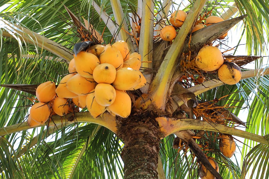 Online crop | HD wallpaper: coconut tree, palm tree, healthy eating ...