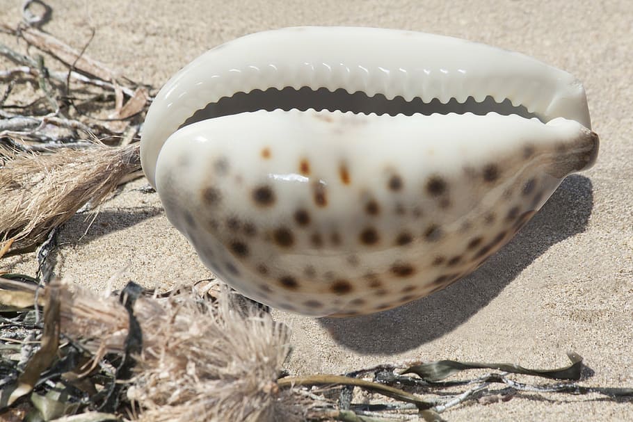 white and brown seashell on sand, cowrie, cowries, porzellanschnecke