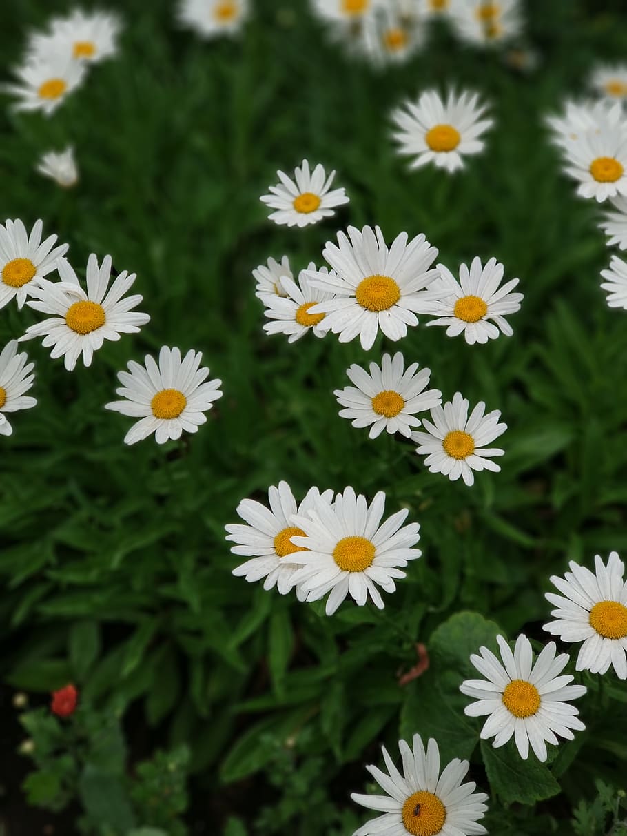 daisies, grass, flowers, flowering plant, freshness, vulnerability HD wallpaper