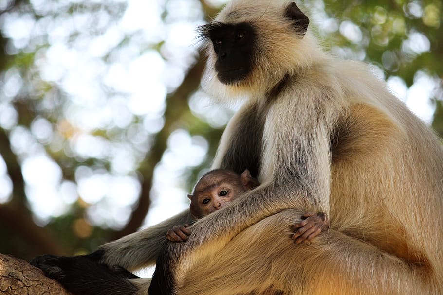 Selective Focus Photography of Brown Monkey, animal, animal photography, HD wallpaper