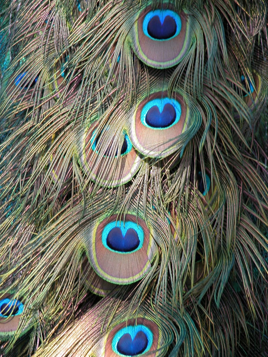 Peacock, Feathers, Background, Pattern, shapes, designs, green, HD wallpaper