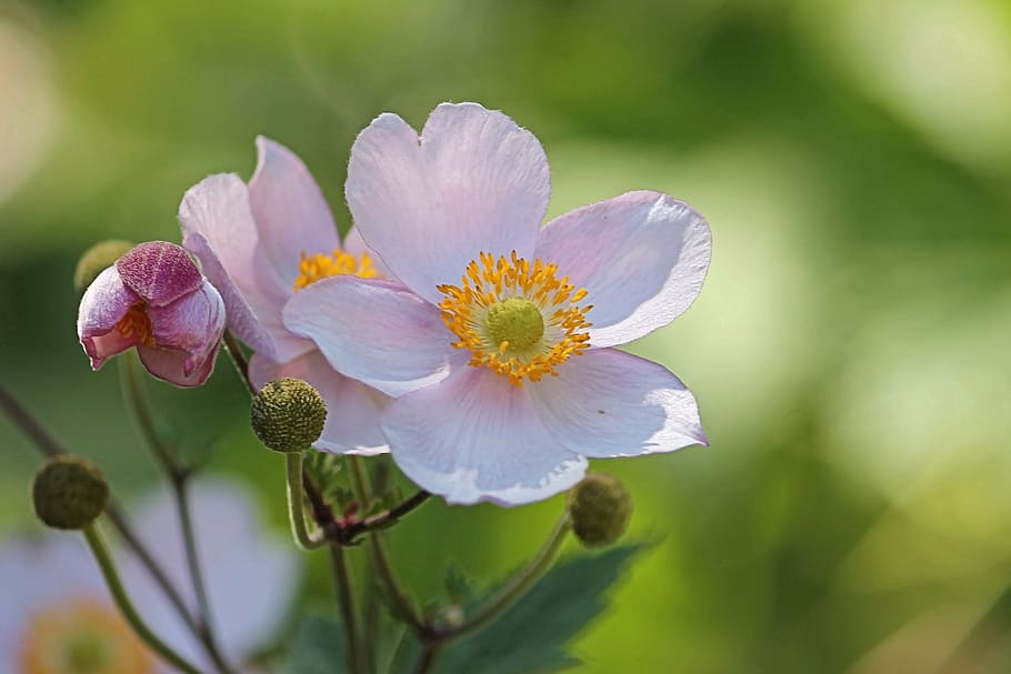 anemone, fall anemone, blossom, bloom, garden plant, hahnenfußgewächs HD wallpaper