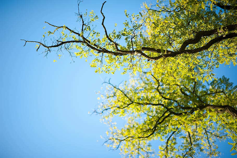 low angle photography of green leafed tree, Foliage, Branches HD wallpaper