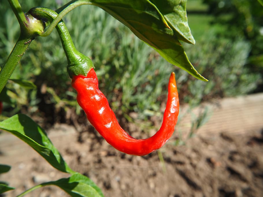 chili, pepper, sharp, red, spice, food, season, pods, chilli HD wallpaper