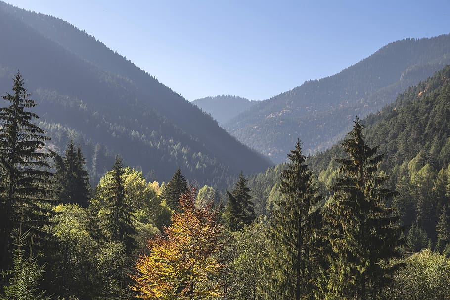 high angle view of pine trees, landscape photography of mountain canyon with pine trees HD wallpaper