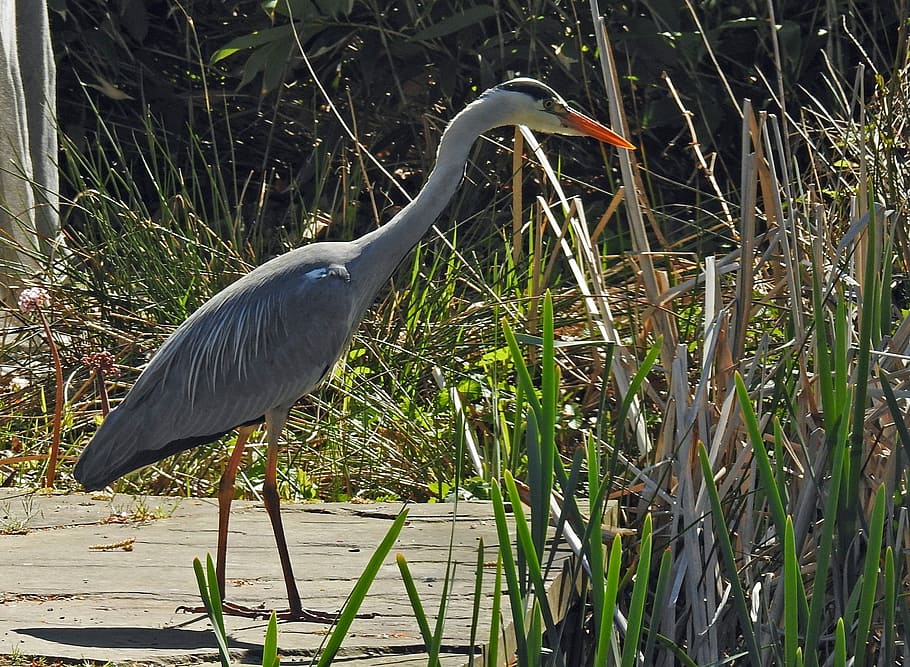 Fish, Eater, Grey Heron, Eastern, fish eater, intervention HD wallpaper