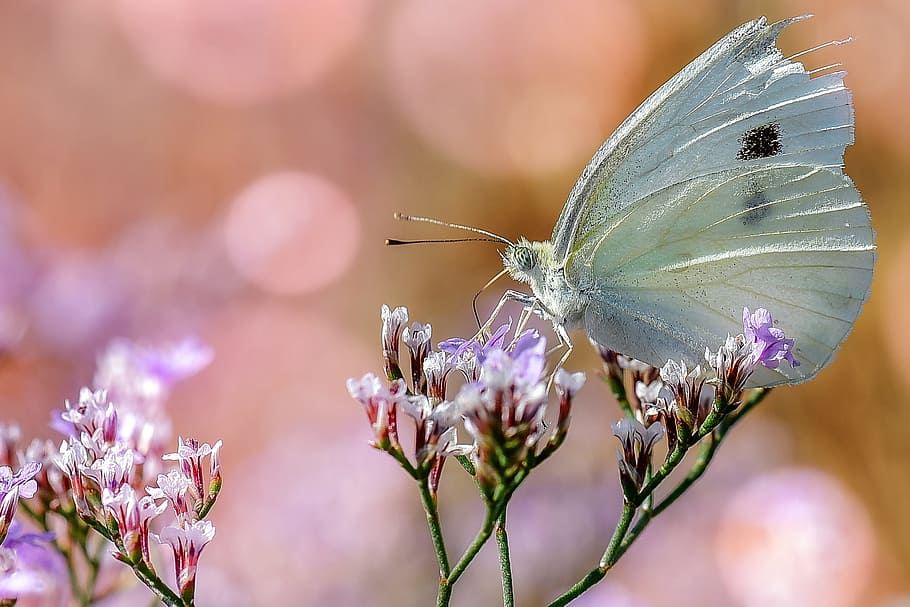 closeup photo of a cabbage butterfly on a purple petaled flower HD wallpaper
