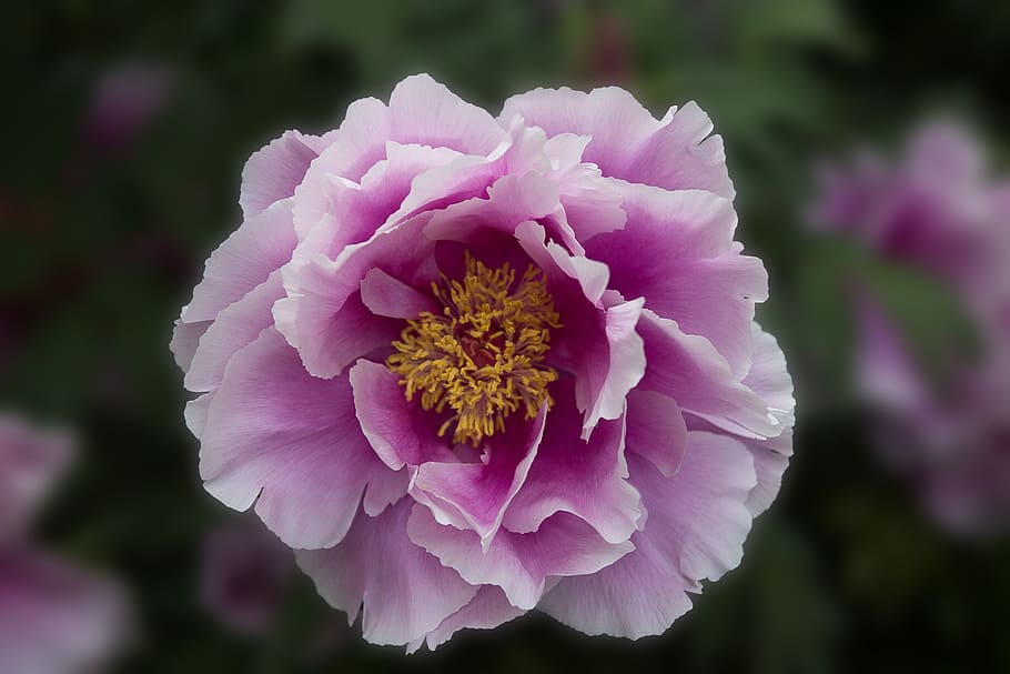 closeup photo of purple peony flowers, garden, blossom, bloom HD wallpaper