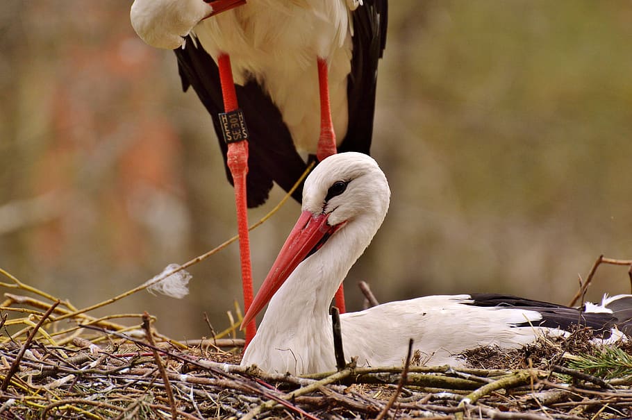 stork, fly, bird, white stork, plumage, nature, animals, rattle stork HD wallpaper