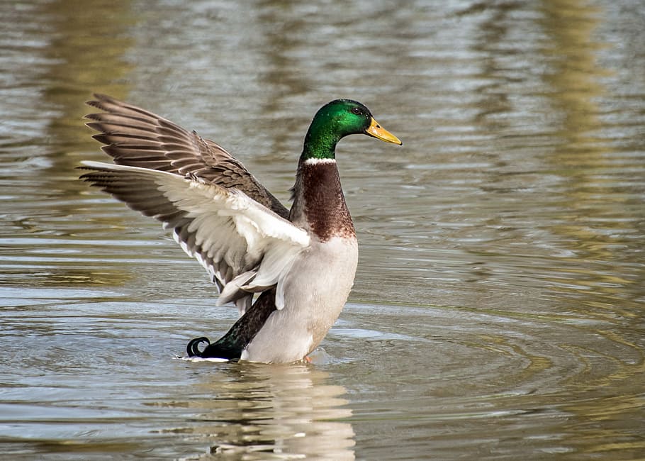 mallard duck on water, wing, plumage, one animal, animals in the wild HD wallpaper
