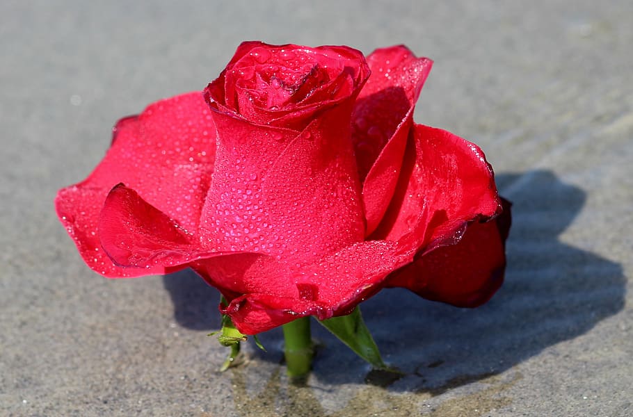 rose, water, flower, reflection, red, nature, petal, beauty in nature HD wallpaper