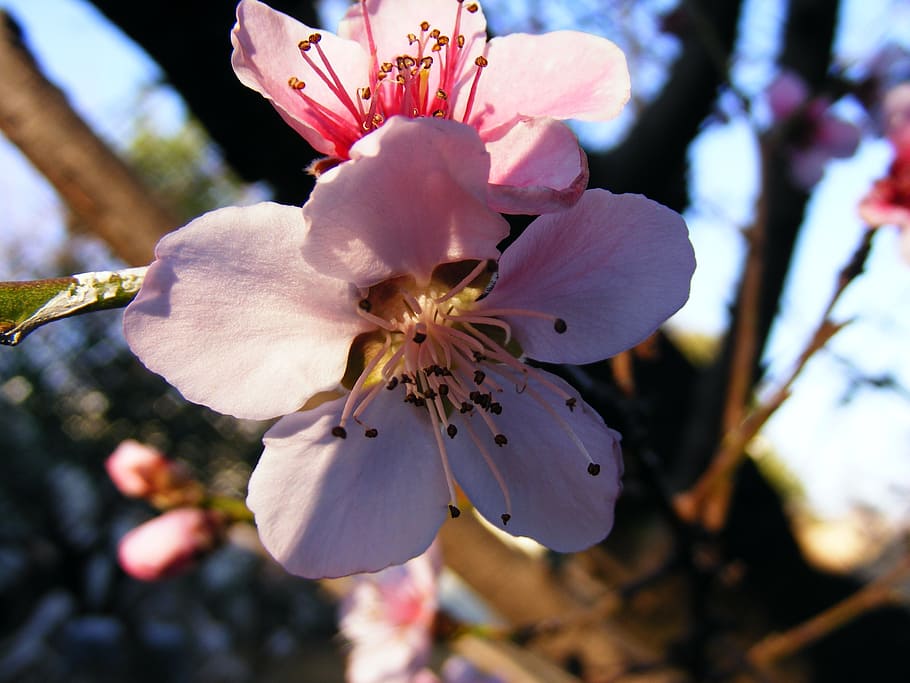 blossoms, spring, apricot, pink, flower, flowering plant, fragility HD wallpaper