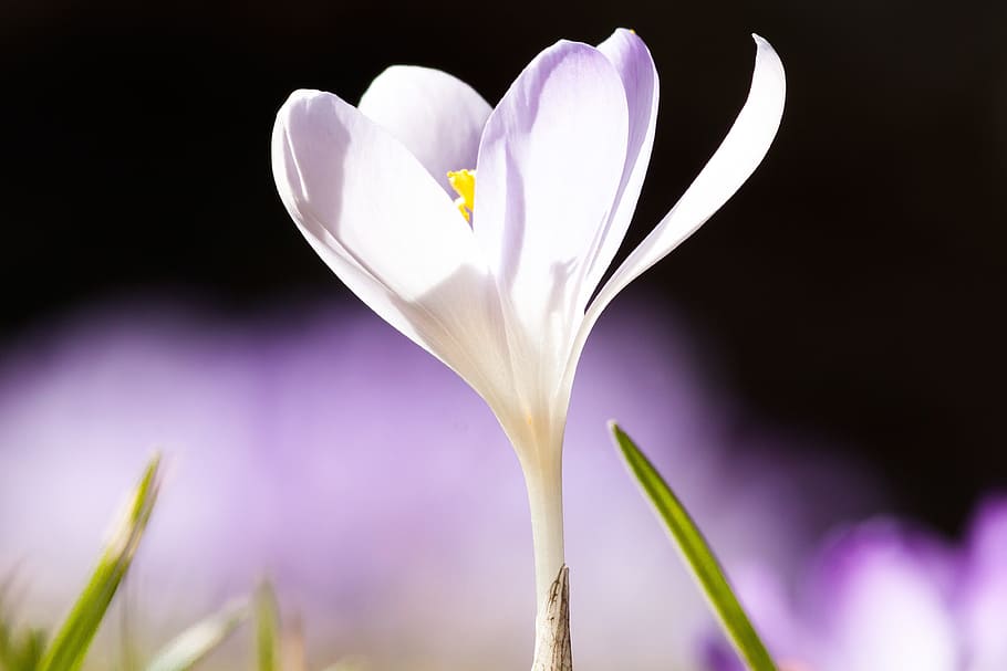 spring, crocus, schwertliliengewaechs, spring crocus, flower HD wallpaper