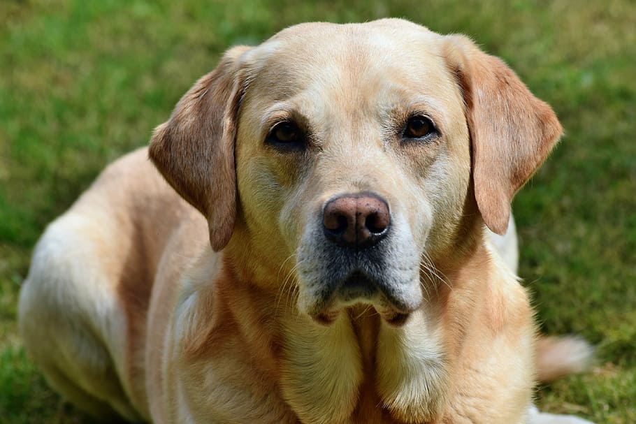 dog, labrador, portrait, one animal, canine, animal themes HD wallpaper
