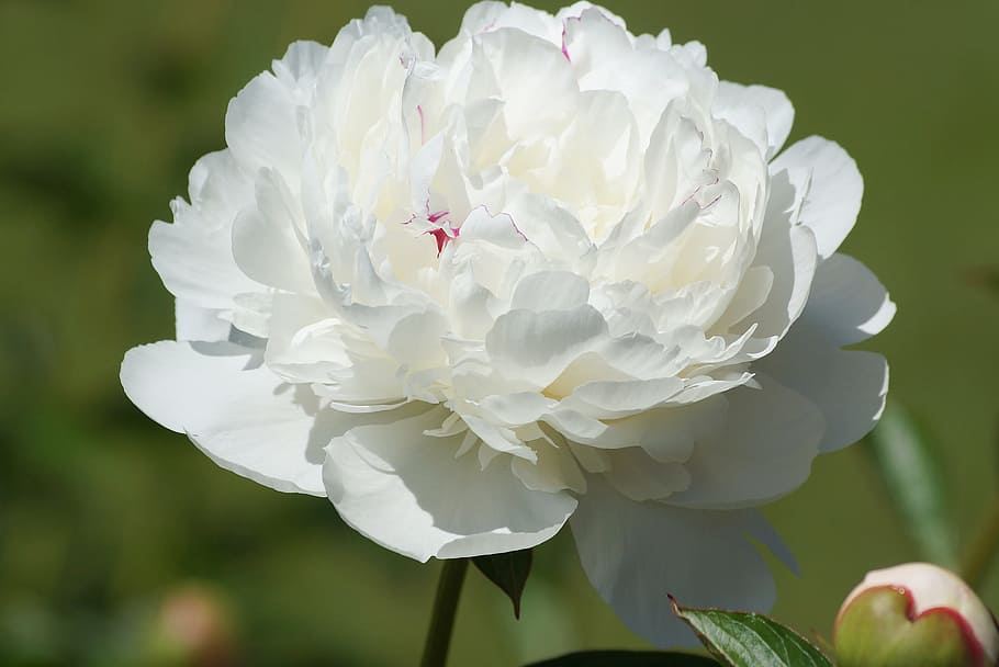 white peony blooming at daytime, Flowers, Spring, Garden, Plants HD wallpaper