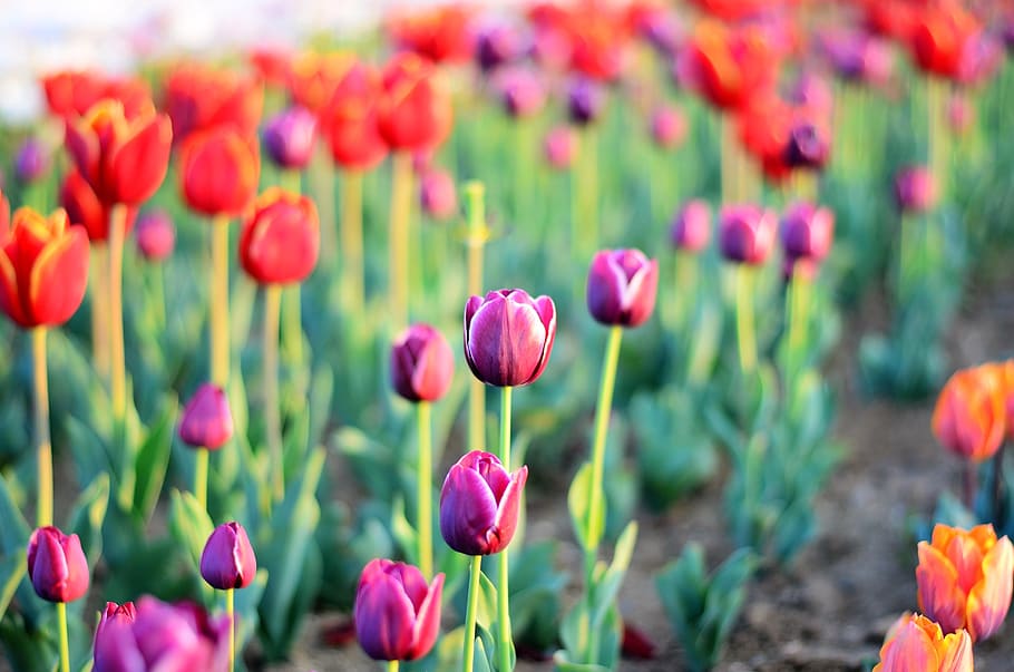 Tulips, Flower, Macro, Close-Up, beautiful, spring, green, leaves HD wallpaper