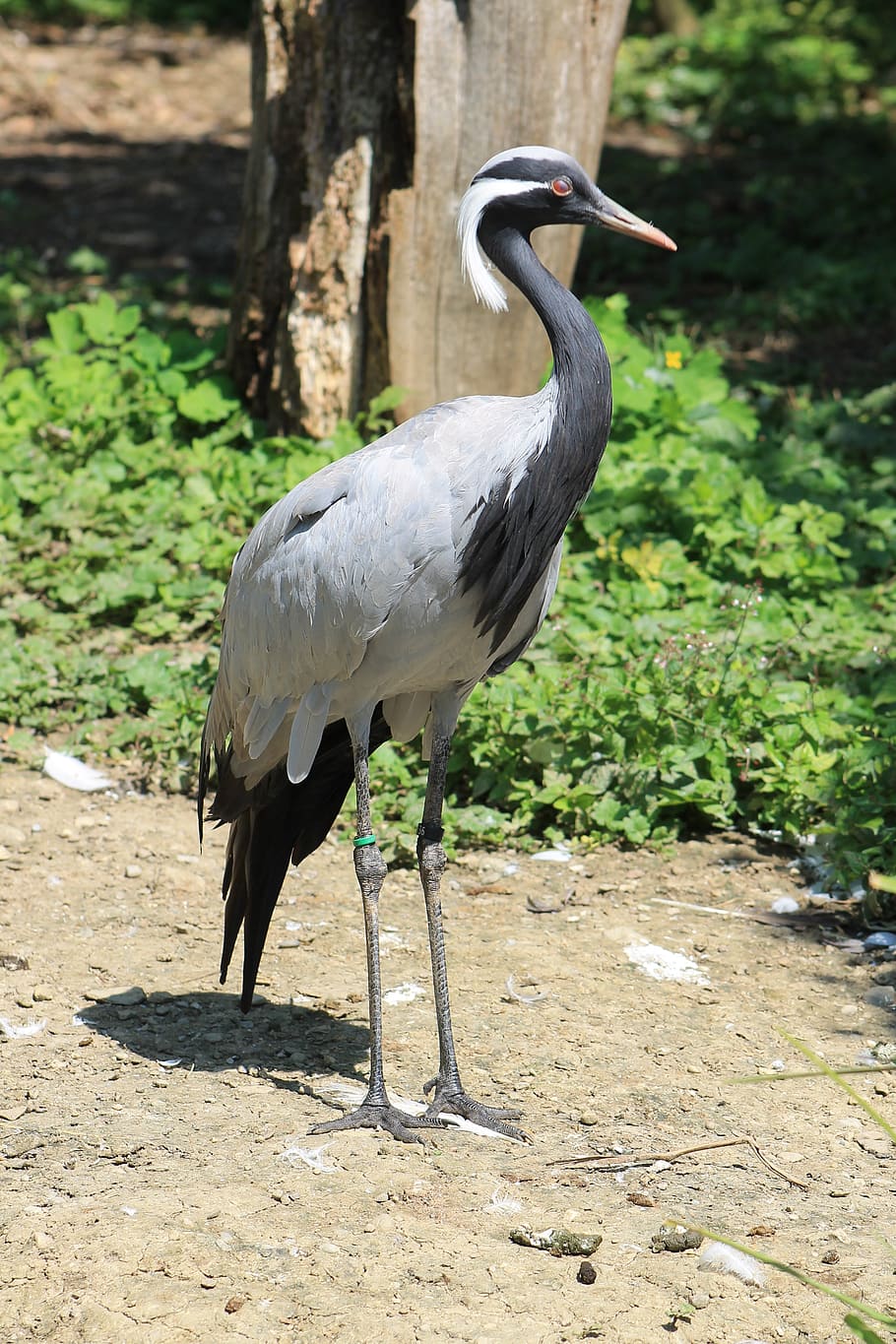 heron, bird, zoo, animal themes, animal wildlife, one animal HD wallpaper