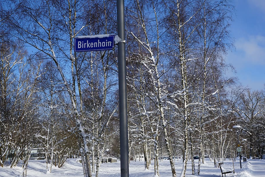 snow, winter, birch, forest, shield, silent, tuttlingen, germany HD wallpaper