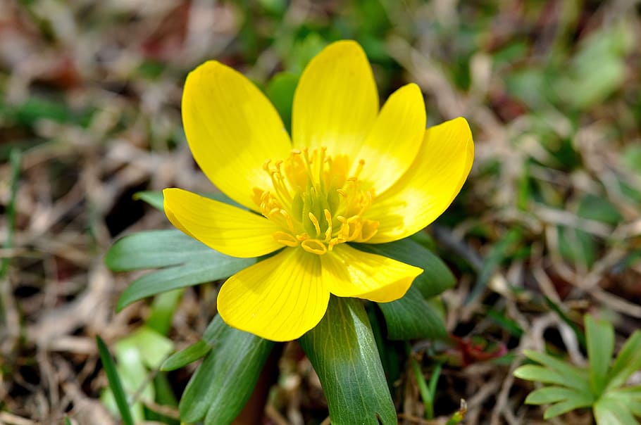Flower, Blossom, Bloom, winterling, yellow, plant, nature, meadow HD wallpaper