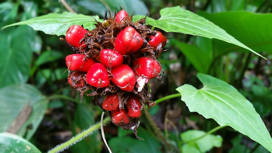 flower, jungle, fruit, green, bloom, blossom, agriculture, branch HD wallpaper