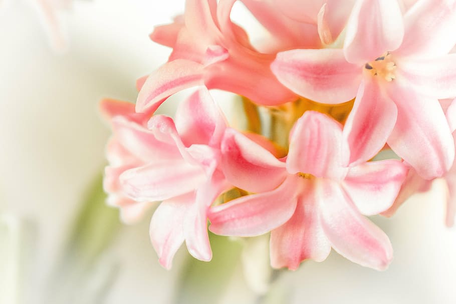 flowers, rosa, winter, perfume, romantic, white, pact, flowering plant HD wallpaper