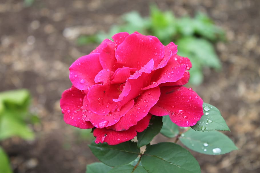 Flowers, Garden, rose, nature, plant, close-up, red, petal HD wallpaper
