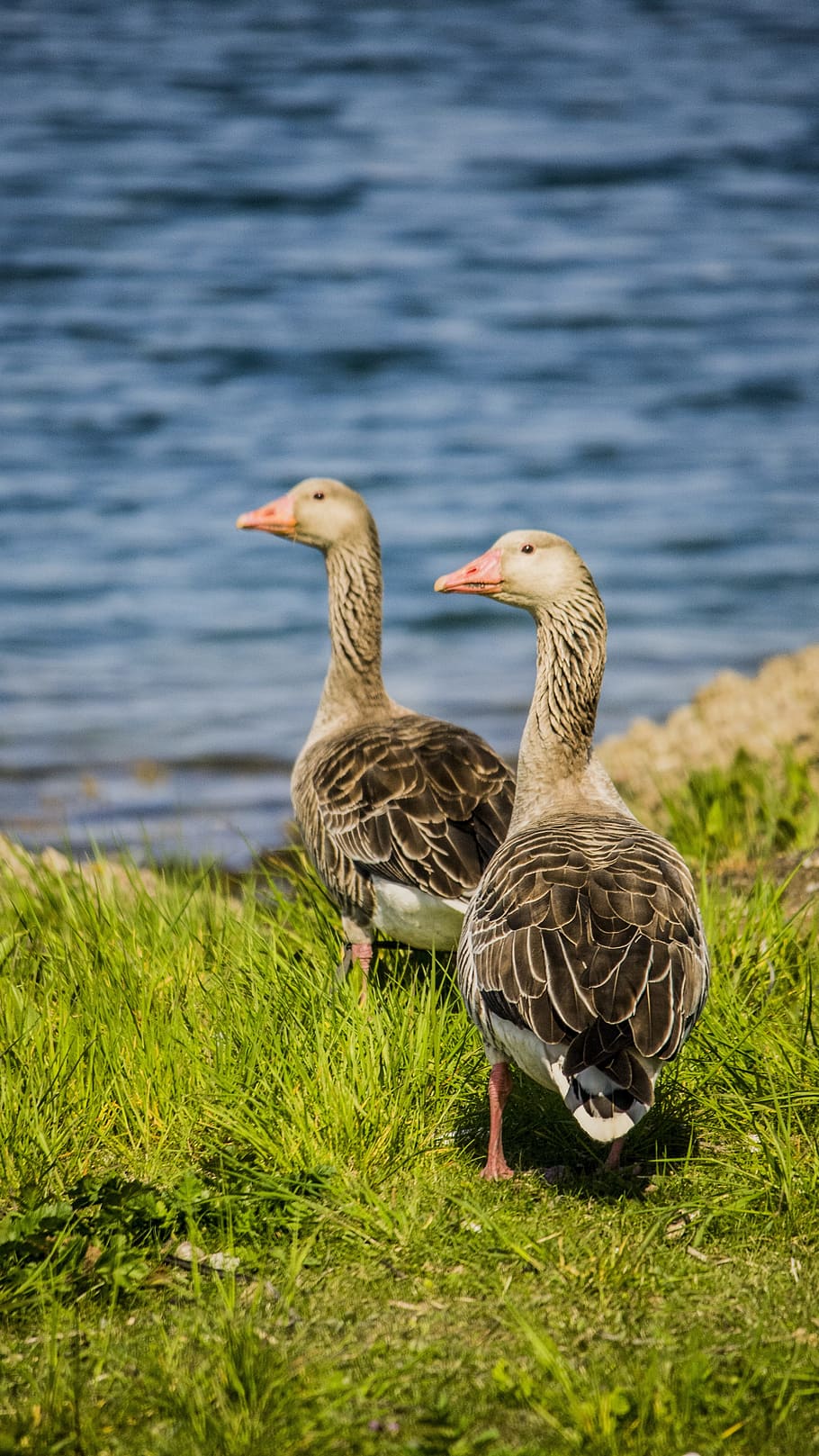 Birds, Nature, Animals, Water, Goose, geese, duck, water Bird, HD wallpaper