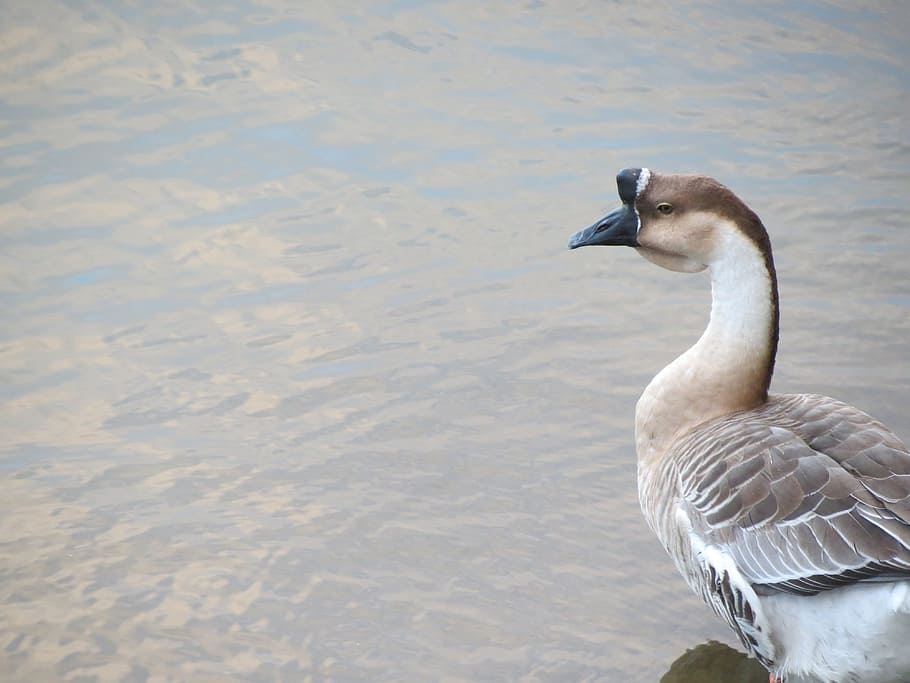 Duck, Animal, Beak, Bird, Water, looking, feathers, white, brown HD wallpaper