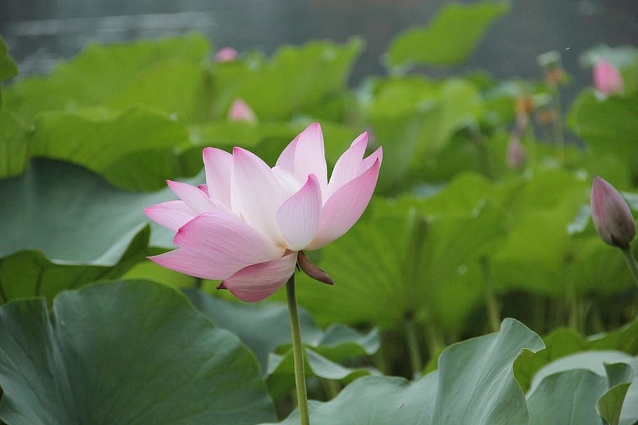 selective focus photography of pink lotus flower, aquatic plants