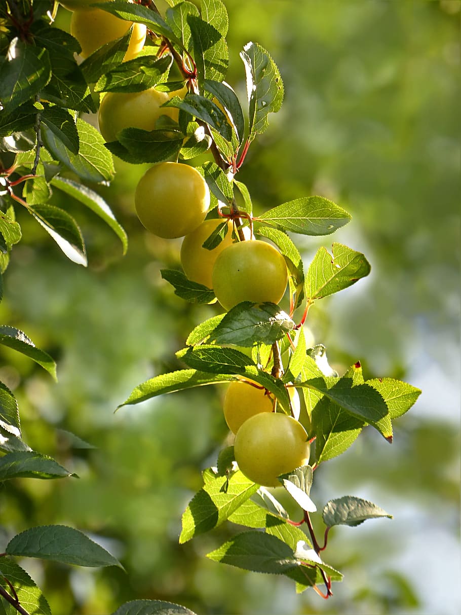 shallow focus photography of green fruits, plant, fruit tree, HD wallpaper