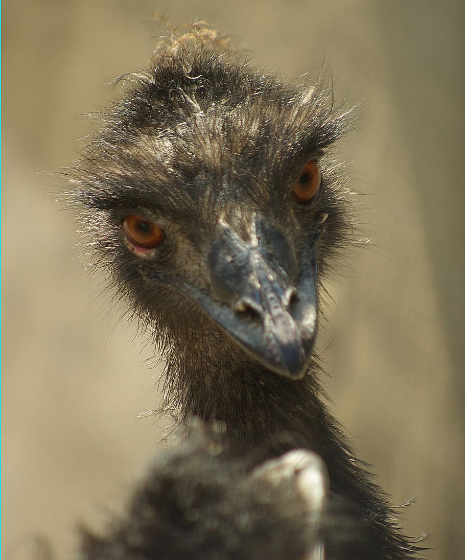 Emu, Portrait, Zoo, animal wildlife, animals in the wild, one animal HD wallpaper