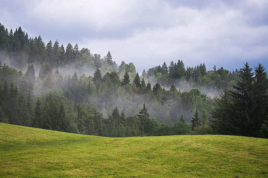 green grassland in front of green pine trees, landscape, nature HD wallpaper
