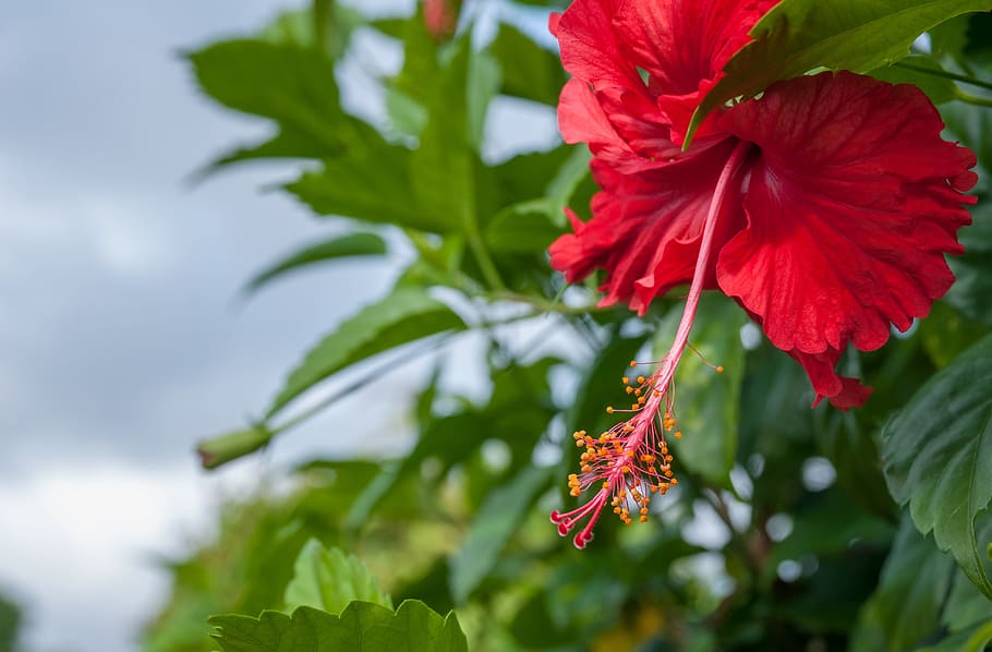 Hibiscus, Flower, Macro, Blossom, Bloom, fresh, pink, petals HD wallpaper
