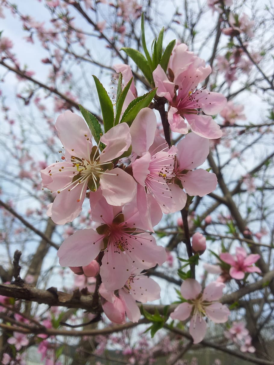 Copy, Flower, Spring, Peach, copy flower, blossom, springtime HD wallpaper