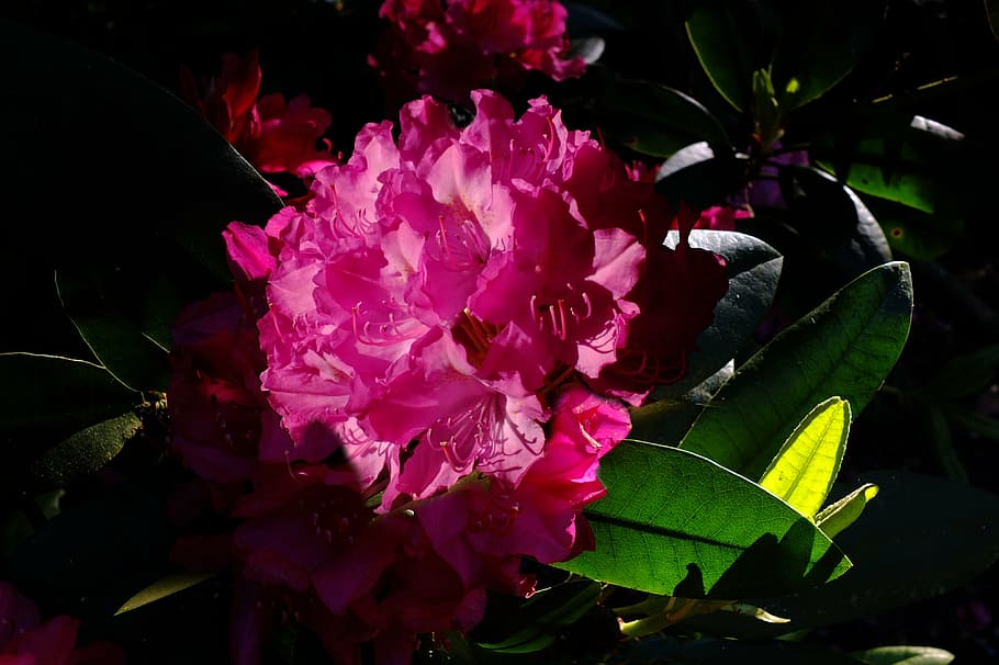 rododendron, lily, flower, back light, lichtspiel, flowers HD wallpaper