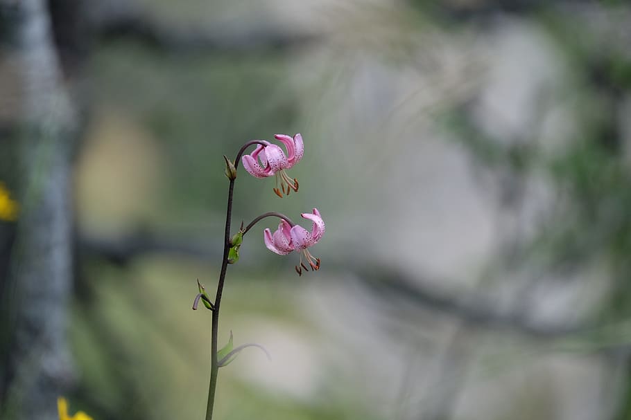 flowers, mountain, forest, flowering plant, beauty in nature HD wallpaper