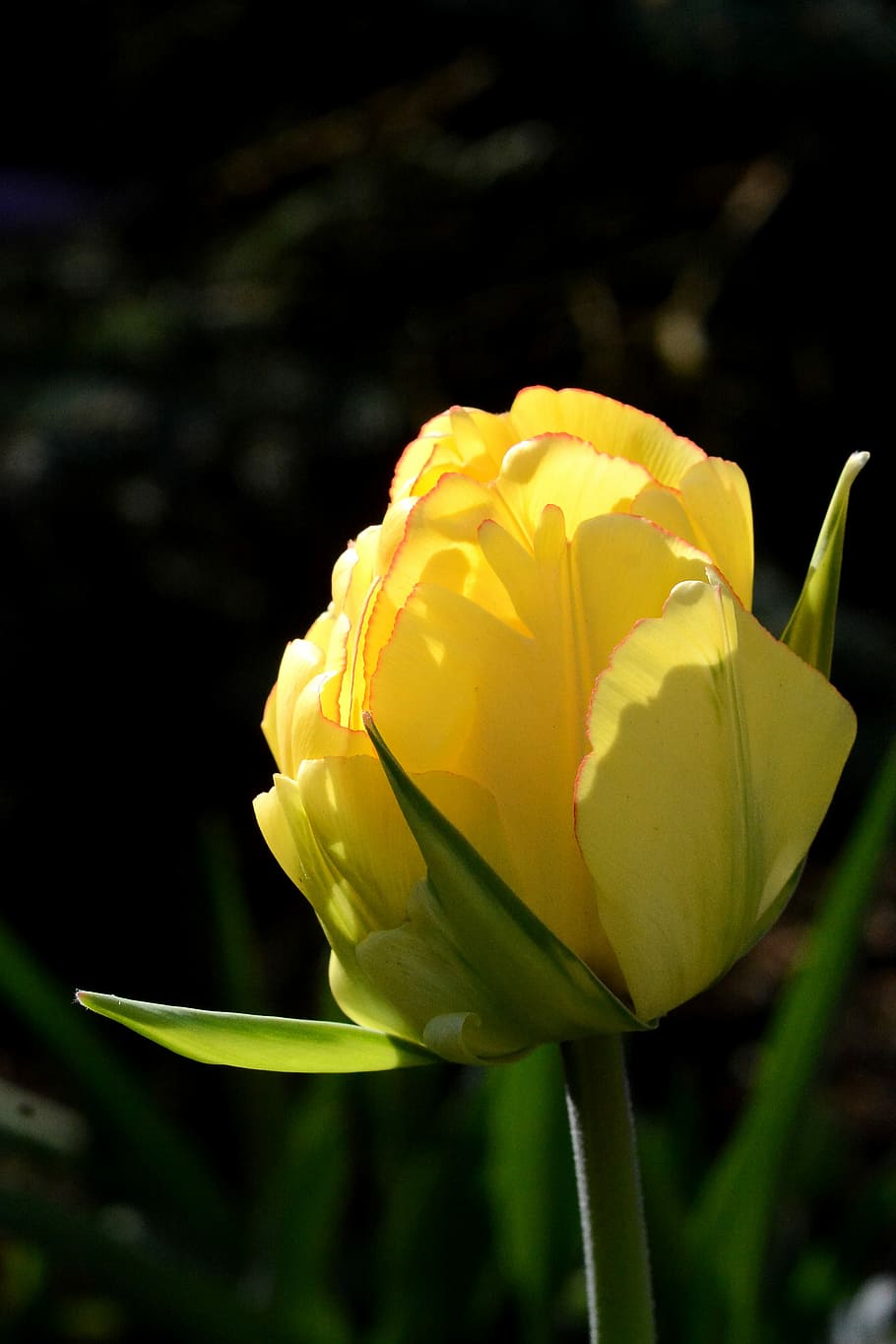 light, nature, flower, bright, spring, sunlight, outdoor, colorful HD wallpaper