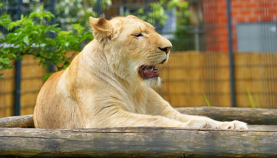 Lioness, White, Predator, Animal, animal portrait, nature, cat HD wallpaper