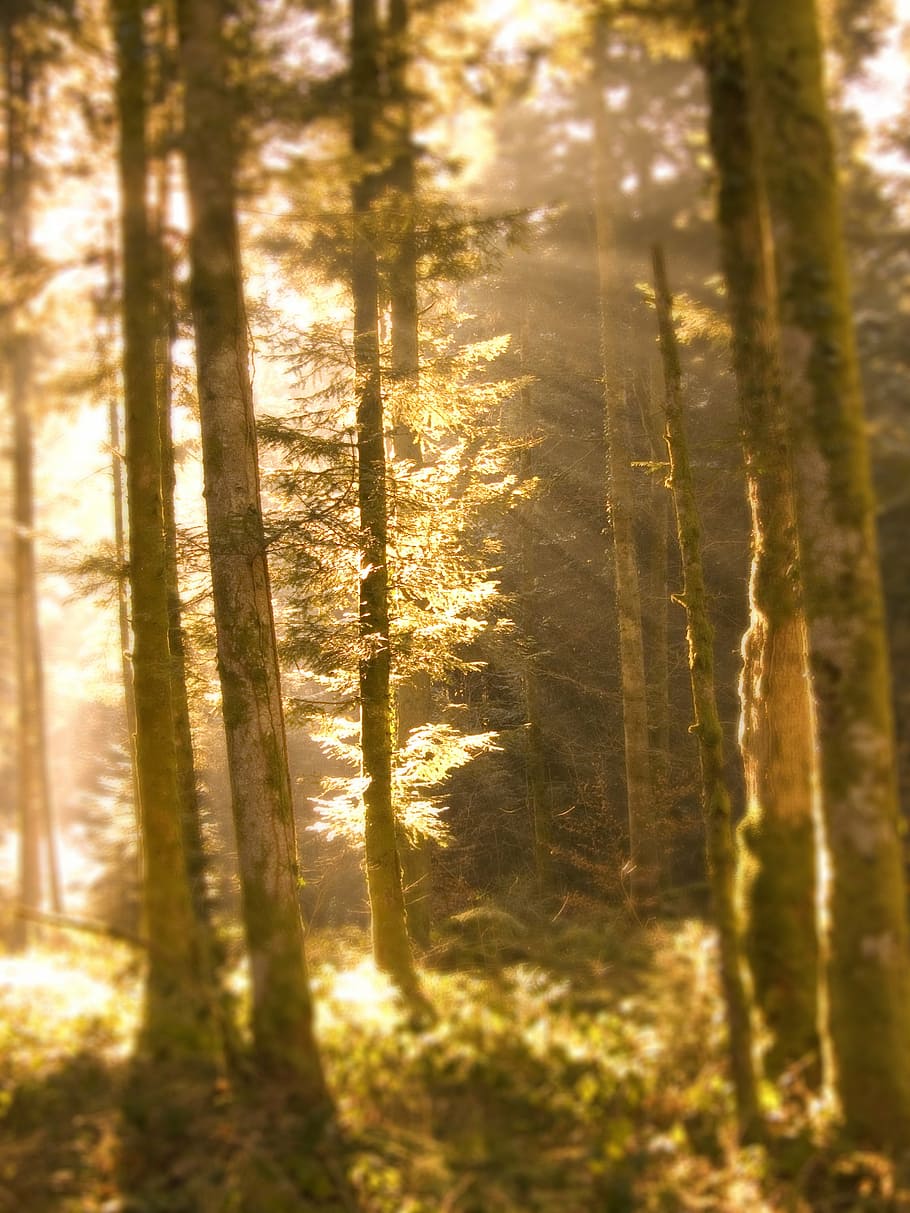 tree, nature, green, landscape, forest, trunk, sepia, woodland HD wallpaper