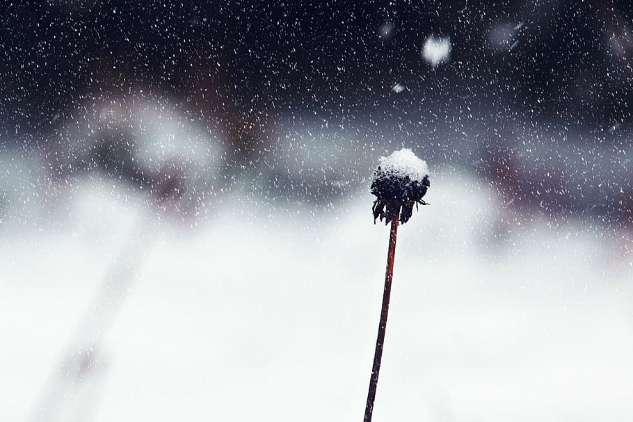 black plant, flower, snow, winter, white, wintry, cold, nature HD wallpaper