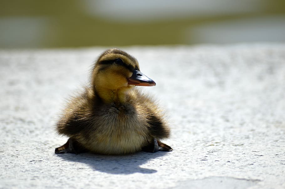 macro shot of duckling, wild ducks, lakeside, nature, animal HD wallpaper