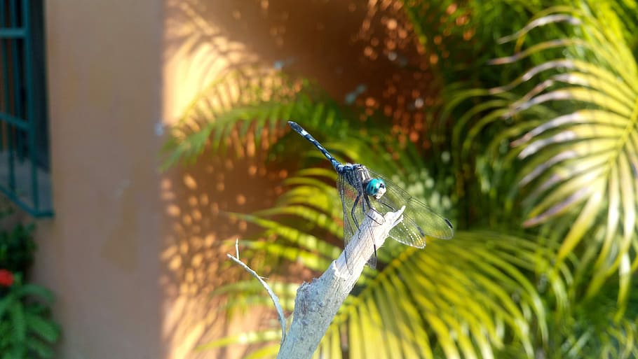 Dragonfly, Dragon-Fly, libelula blue, one animal, animal themes HD wallpaper