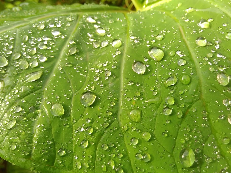 water, drops, leaf, wet, green color, plant part, close-up HD wallpaper