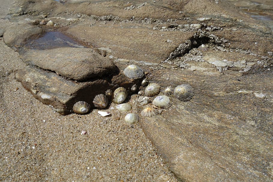 mussels, snails, atlantic, ebb, nature, animals, coast, sea animals HD wallpaper