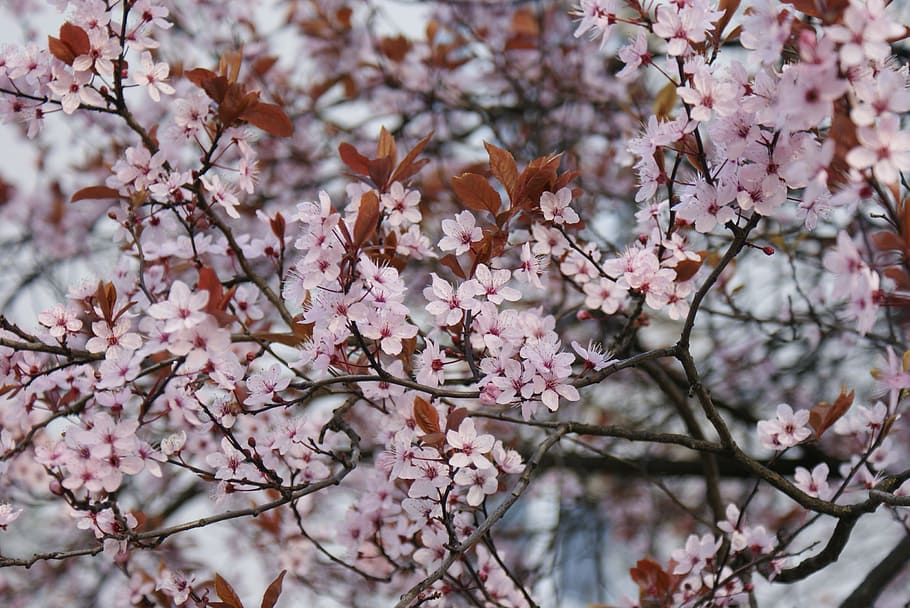 flowers, cherry blossom, flourish, tree, nature, pink Color HD wallpaper