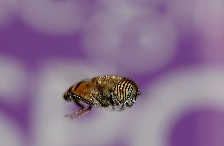 diptera, eristalinus, taeniops, flight, macro, one animal, invertebrate HD wallpaper