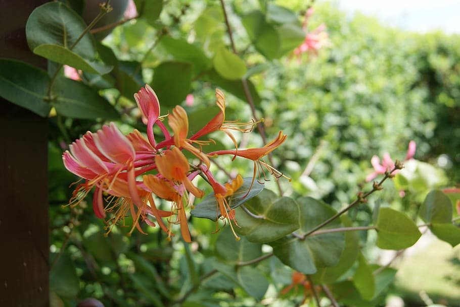 Climber, Flower, Blossom, Bloom, growth, plant, nature, beauty in nature HD wallpaper