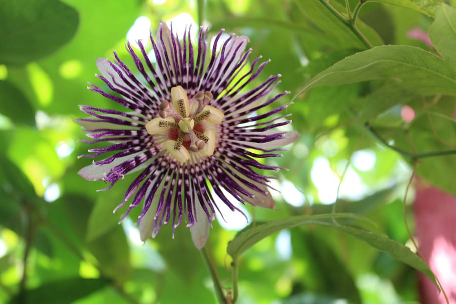 flower, green, forest, flowering plant, beauty in nature, growth HD wallpaper